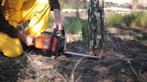 How Our Tree Care Process Works  in  Stilwell, OK